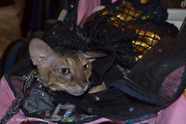 Coco is a pretty Cornish Rex who belongs to my new friend Teri of Curlz and Swirlz. Her furbrothers Brighton and Disco were also there, but I didn't get any pictures of them. :( They all loved getting dressed up.