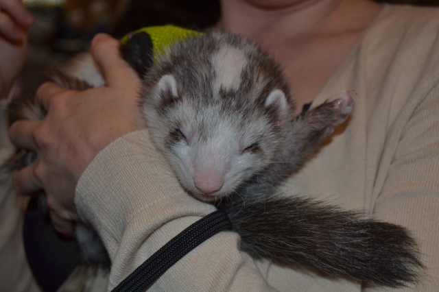 Snotface is an awesome ferret. He and his human Stephanie made quite the impression at BlogPaws!