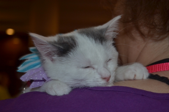 This is what Triscuit did most of the time during BlogPaws. She was the best kitten I've ever seen.
