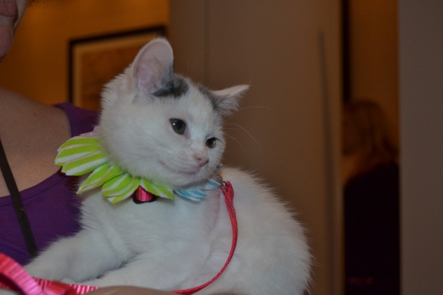 Triscuit came to BlogPaws with her foster mom Jeanne from Random Felines. She was well-behaved the entire time.